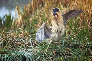 Eurasian Bittern Habitat Prints: Eurasian Bittern, Botaurus stellaris