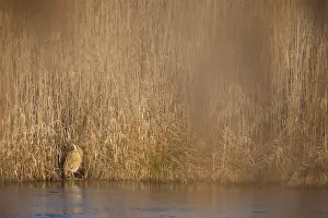 Botaurus Stellaris Habitat Prints: Eurasian Bittern, Botaurus stellaris