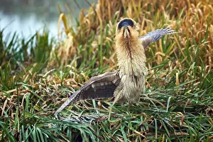European Wildlife Animal Prints: Eurasian Bittern, Botaurus stellaris