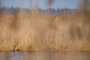 Botaurus Stellaris Habitat Prints: Eurasian Bittern, Botaurus stellaris