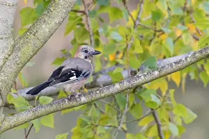 Corvidae Family Birds Prints: Eurasian Jay