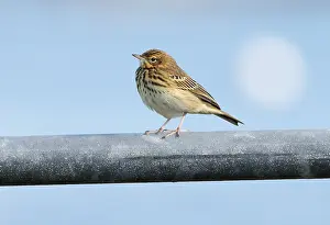 Eurasian Bird Species Prints: Eurasian Tree Pipit