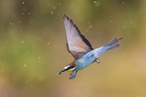 Merops Apiaster Species Prints: European Bee-eater, Merops apiaster