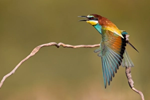 European Bee-eater Print, Italy - Wing Stretch