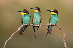 European Bee-eater Print: Three Birds Perched on a Branch