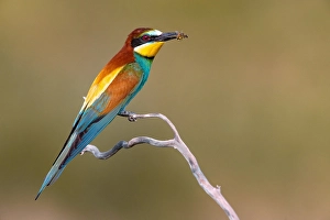 Merops Apiaster Species Prints: European Bee-eater, Merops apiaster