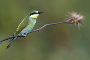 Bee Eater Perched Prints: European Bee-eater, Merops apiaster