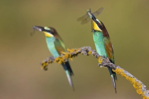 Merops Apiaster Habitat Prints: European Bee-eater, Merops apiaster
