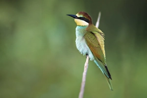 Print of Immature European Bee-eater perched on a branch in Italy