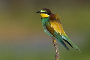 Merops Apiaster Species Prints: European Bee-eater, Merops apiaster