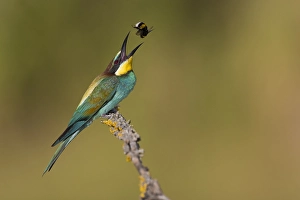 Print of European Bee-eater in mid-air with a bumblebee