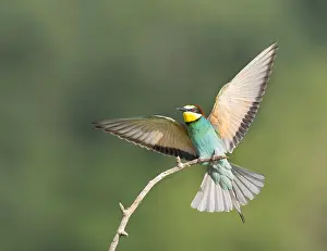 Merops Apiaster Species Prints: European Bee-eater, Merops apiaster