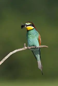 Merops Apiaster Species Prints: European Bee-eater, Merops apiaster