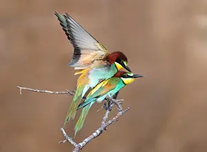 Images Dated 22nd May 2021: Print of European Bee-eater perched on a branch in France