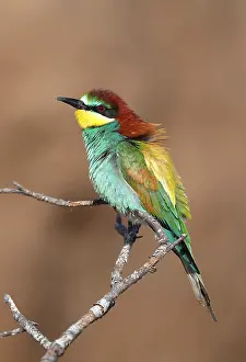 Images Dated 22nd May 2021: European Bee-eater Print - Perched on a branch in France
