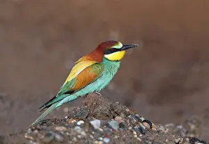 Images Dated 22nd May 2021: European Bee-eater Print, Perched on a Branch in France