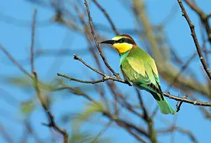 Merops Apiaster Species Prints: European Bee-eater, Merops apiaster