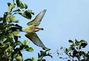 Merops Apiaster Species Prints: European Bee-eater, Merops apiaster