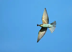 Merops Apiaster Prints: European Bee-eater, Merops apiaster