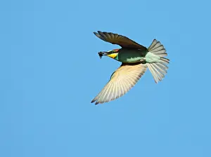 Merops Apiaster Prints: European Bee-eater, Merops apiaster