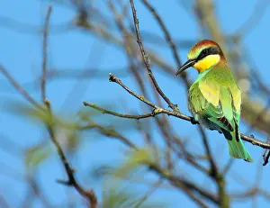 Merops Apiaster Images Prints: European Bee-eater, Merops apiaster