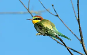 Merops Apiaster Prints: European Bee-eater, Merops apiaster
