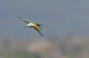 Southern Spain Wildlife Prints: European Bee-eater, Merops apiaster