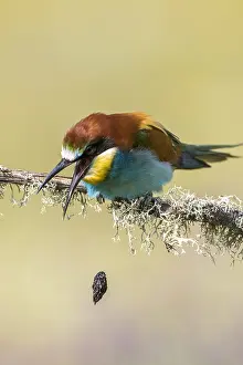 Wild Animal Photography Outdoor Prints: European Bee-eater, Merops apiaster