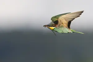 Merops Apiaster Species Prints: European Bee-eater, Merops apiaster
