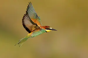 Wildlife Birds In Flight Prints: European Bee-eater, Merops apiaster