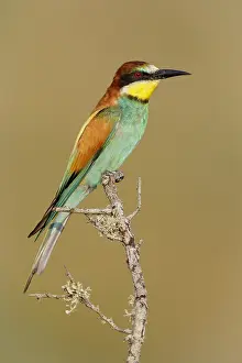 Merops Apiaster Species Prints: European Bee-eater, Merops apiaster