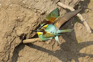 European Bee-eater Print, Campania, Italy