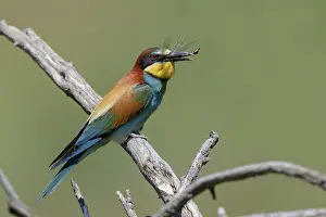 Merops Apiaster Species Prints: European Bee-eater, Merops apiaster