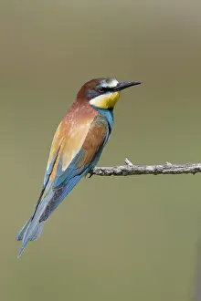 Merops Apiaster Species Prints: European Bee-eater, Merops apiaster