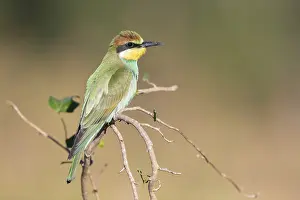 Merops Apiaster Species Prints: European Bee-eater, Merops apiaster