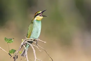 Merops Apiaster Prints: European Bee-eater, Merops apiaster