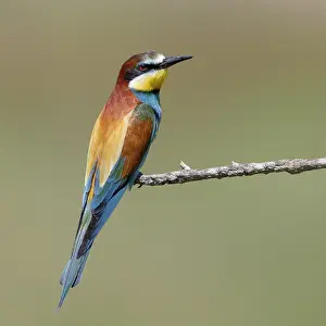 European Bee Eater Habitat Prints: European Bee-eater, Merops apiaster