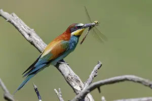 Merops Apiaster Prints: European Bee-eater, Merops apiaster