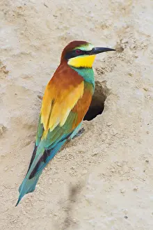 Merops Apiaster Species Prints: European Bee-eater, Merops apiaster