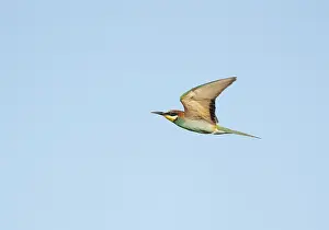 Merops Apiaster Habitat Prints: European Bee-eater;Merops apiaster