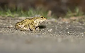 European Toad Habitat Prints: European Toad, Bufo bufo