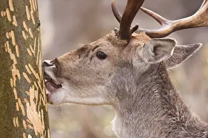Male Fallow Deer Behavior Prints: Fallow deer, Dama dama