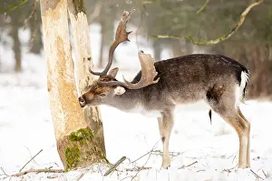 European Fallow Deer Prints: Fallow deer, Dama dama