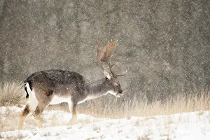 European Mammal Images Prints: Fallow deer, Dama dama