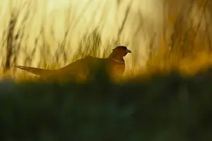 Common Pheasant Images Prints: Fazant; Common Pheasant;