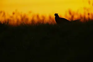 Phasianus Colchicus Images Prints: Fazant; Common Pheasant;