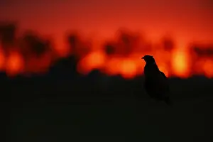 Phasianus Colchicus Images Prints: Fazant; Common Pheasant;