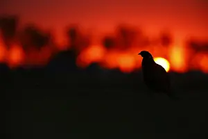Phasianus Colchicus Images Prints: Fazant; Common Pheasant;