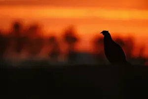 Common Pheasant Pictures Prints: Fazant; Common Pheasant;