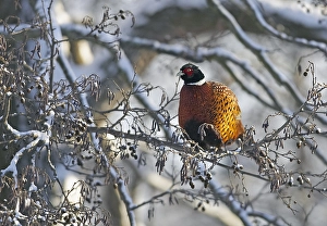 Ring Necked Pheasant Prints: Fazant, Common Pheasant, Phasianus colchicus